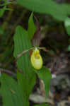 Greater yellow lady's slipper